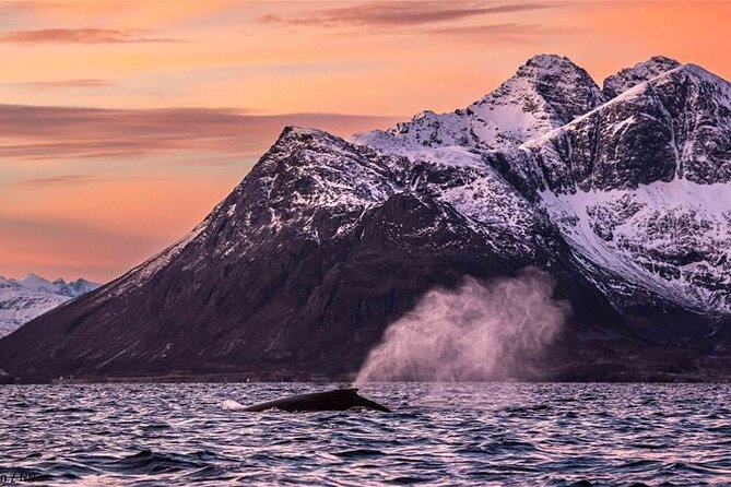 24hr Northern Lights & Whale Watching Cruise - Stop 3 back in Tromsø: how the return works
