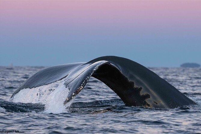 24hr Northern Lights & Whale Watching Cruise - Price and value: what you’re actually paying for