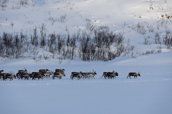 All-Inclusive Arctic Fjords and Sommarøy Scenic Tour - Weather Reality: How to Dress and What to Expect