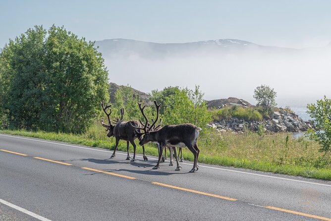 Arctic Fjord Roadtrip with Scenic Picnic from Tromso - Kvaløya Stop: Mountains, Fjords, and the Arctic-Edge Feel