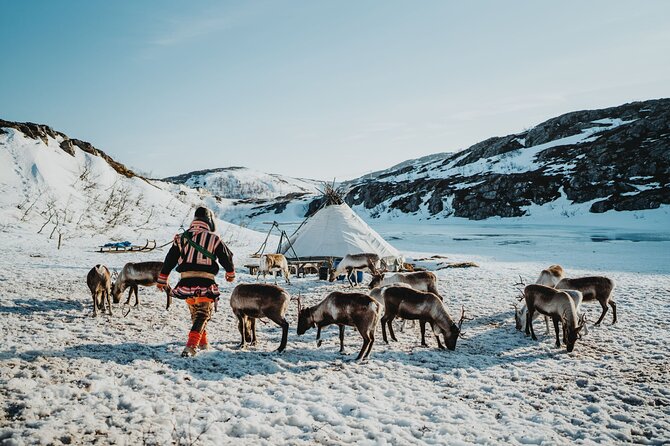 Arctic Fjords and Reindeer Experience – Small group tour - Fjords meet Sami reindeer life in Tromsø