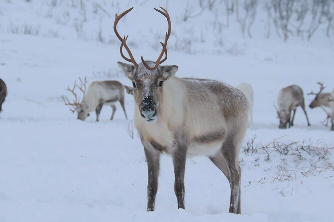 Arctic Fjords and Reindeer Experience – Small group tour - Kvaløya fjords: the bus ride that keeps paying off