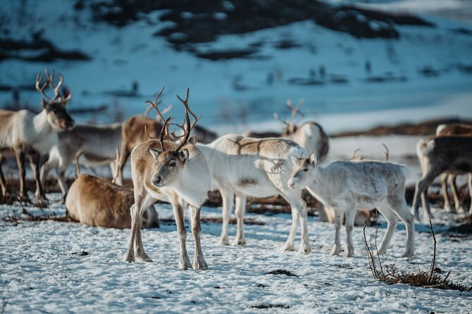 Arctic Fjords and Reindeer Experience – Small group tour - Who should book this tour