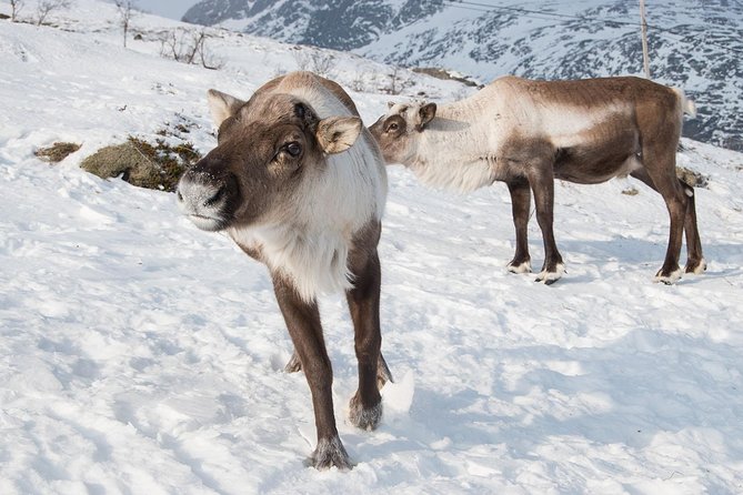 Arctic Fjords Road Trip - Prostneset start: where the fjords day begins