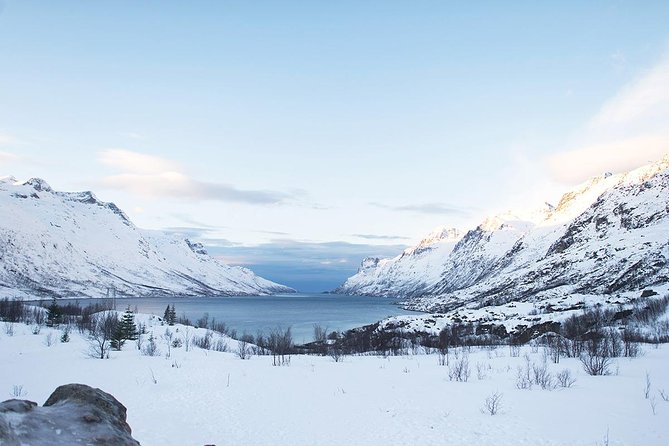 Arctic Fjords Road Trip - Tromsø Fjords for hours: reindeer, sea birds, and winter whale chances