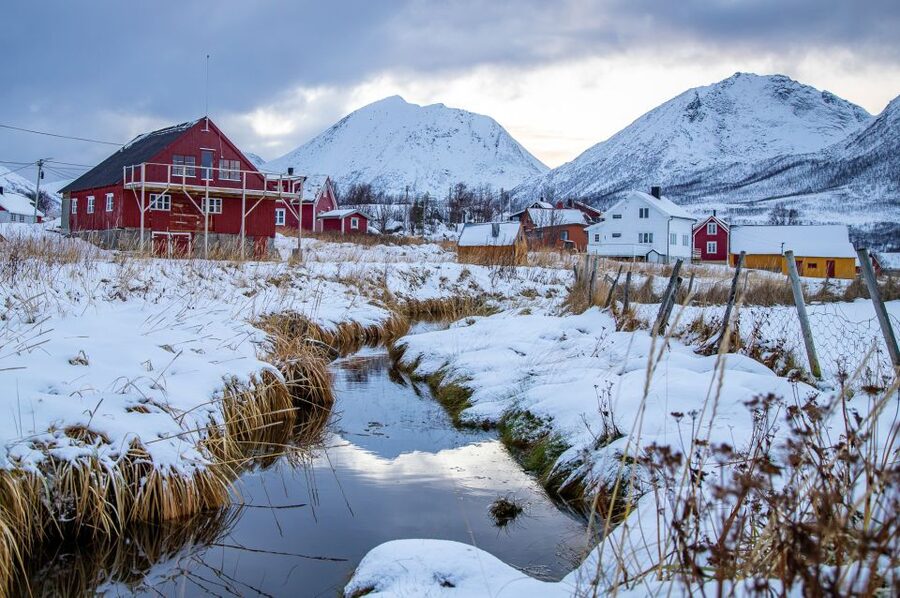Arctic Nature Tour from Tromsø - Wildlife chances on Arctic breakpoints: reindeer, moose, and sea eagles