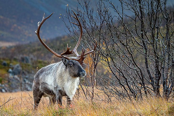 Arctic Nature Tour from Tromsø by minibus - Kvaløya Island by minibus: what the 5-hour loop is really like