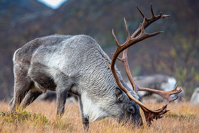 Arctic Nature Tour from Tromsø by minibus - Weather readiness: when the Arctic plan works and when it doesn’t