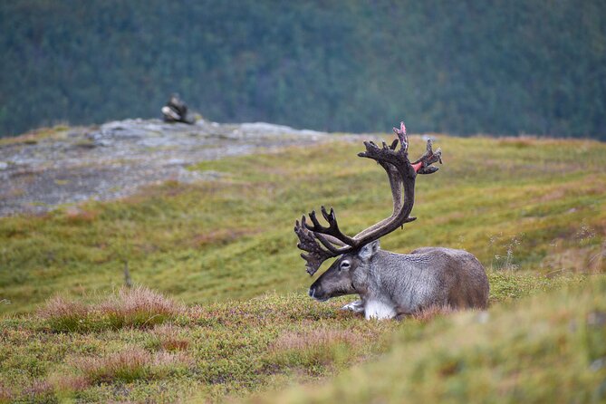Arctic Wildlife and Fjord Sightseeing - Tromsø to Kvaløya: Why This Drive Feels Personal