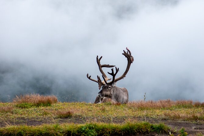 Arctic Wildlife and Fjord Sightseeing - The Guides and the Comfort Factor (Where the Tour Really Wins)