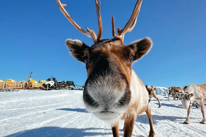 Exclusive Reindeers Experience in small groups, Tromso - Tromsø Reindeer Meets Real Sámi Hosting in Lavangsdalen