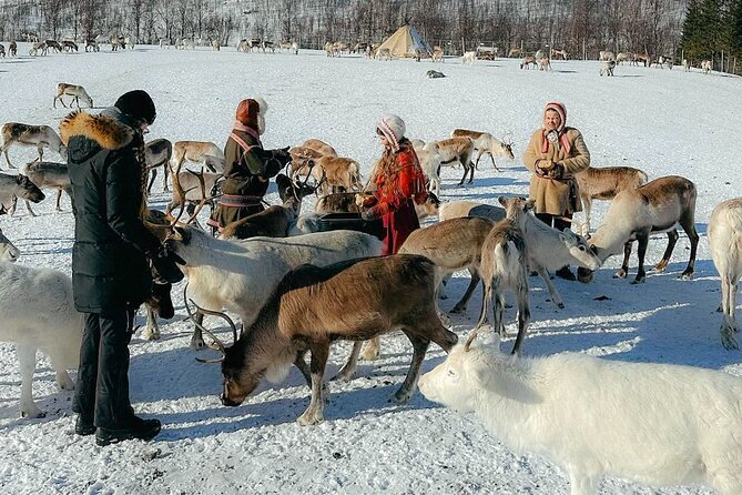 Exclusive Reindeers Experience in small groups, Tromso - Feeding Reindeer: The Part Kids and Adults Remember