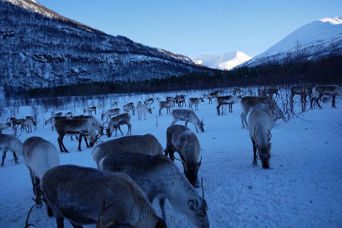 Exclusive Reindeers Experience in small groups, Tromso - Warming Up in the Heated Cabin: Hot Drinks, Light Food, and Stories