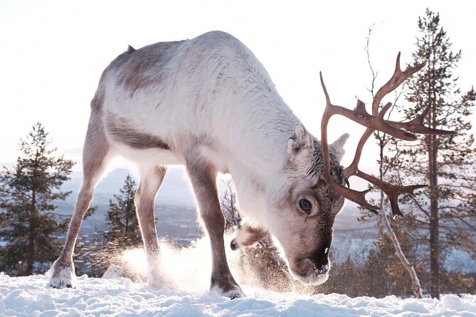 Exclusive Reindeers Experience in small groups, Tromso - Buying Handmade Sámi Products on Site