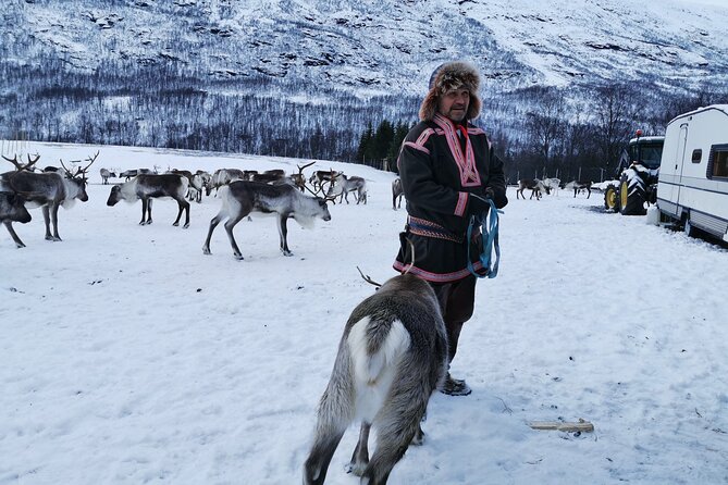 Exclusive Reindeers Experience in small groups, Tromso - Price and Value: What $178 Buys You in Real Life