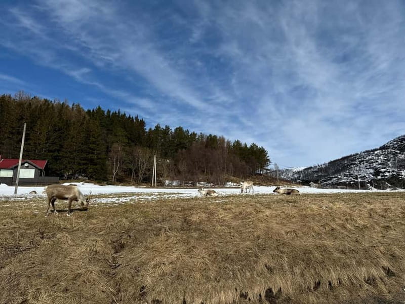 Fjord Foto Tour to Sommaroy (Roadtrip) - Value and Pricing: Is $159 for a 5-Hour Tour Worth It?