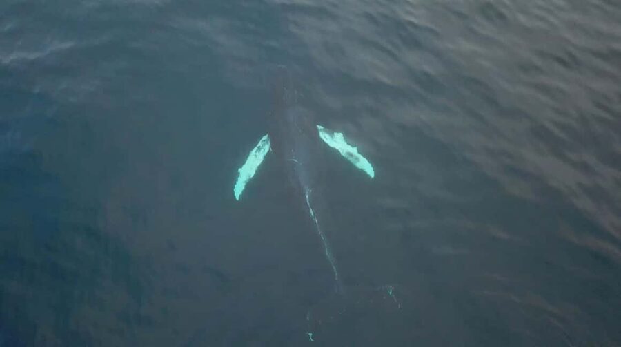 From Tromsø: All-Inclusive Whale & Orca Safari - Key things to know before you go