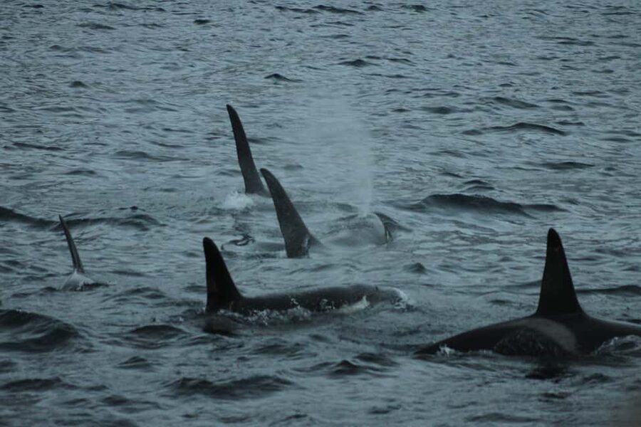 From Tromsø: All-Inclusive Whale & Orca Safari - Tromsø to Skjervøy: why this safari feels different