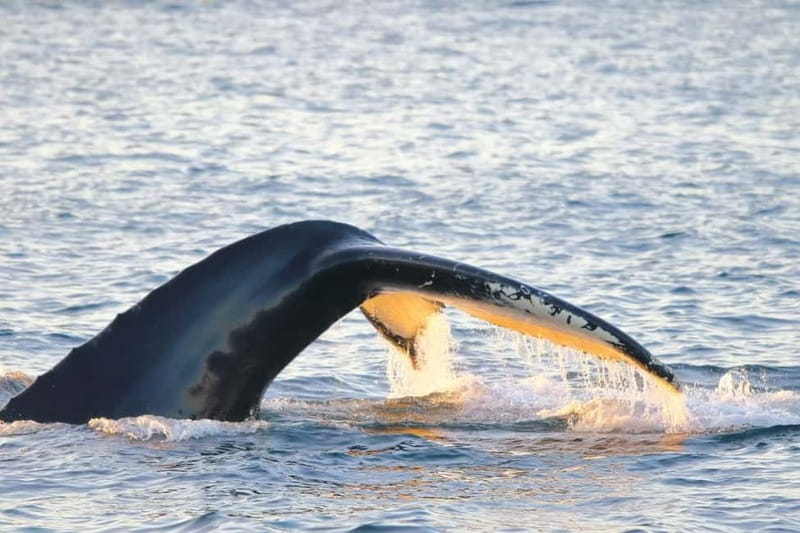 From Tromsø: All-Inclusive Whale & Orca Safari - Your prime whale-watching window in Skjervøy