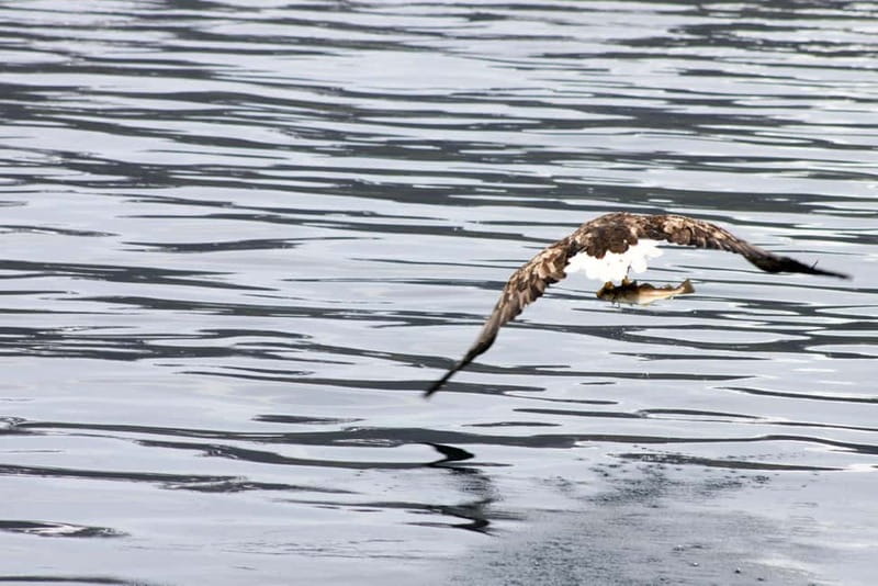 From Tromsø: All-Inclusive Whale & Orca Safari - The boat and Arctic gear: comfort that protects your viewing time
