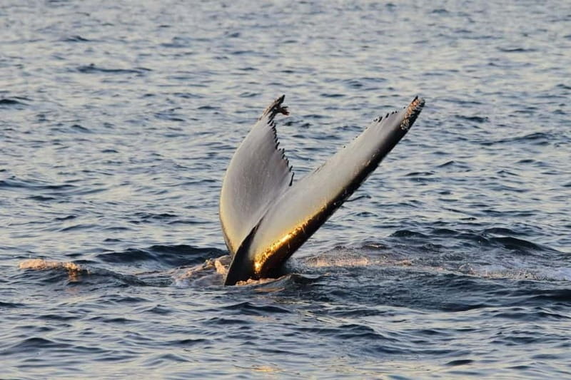 From Tromsø: All-Inclusive Whale & Orca Safari - Food and hot drinks: all-inclusive, but still Arctic practical