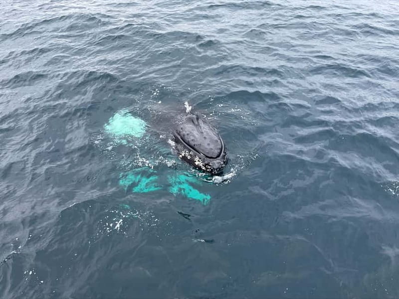 From Tromsø: All-Inclusive Whale & Orca Safari - Price and value: what $186 buys you in real terms