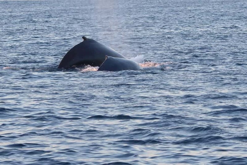 From Tromsø: All-Inclusive Whale & Orca Safari - What happens if whales move on