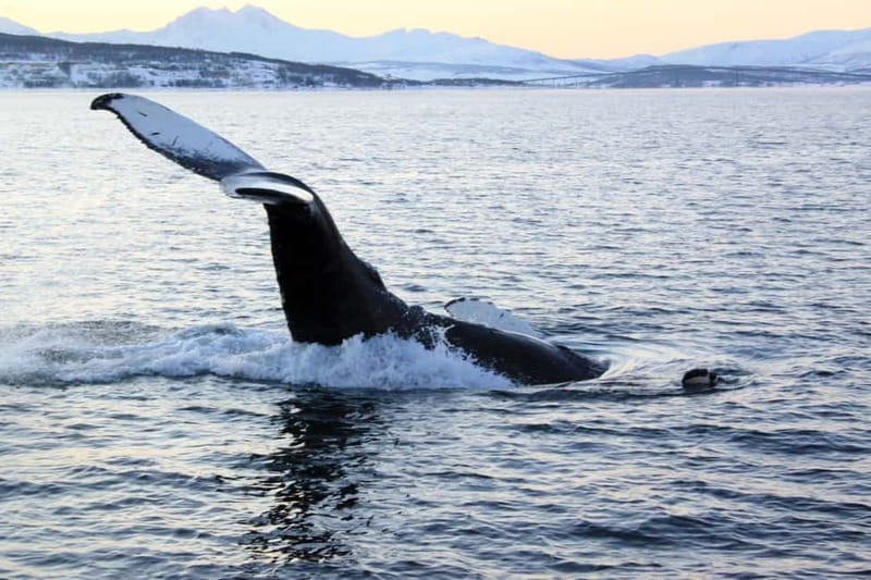 From Tromsø: All-Inclusive Whale & Orca Safari - Timing that matters: 8 AM start and how the day flows