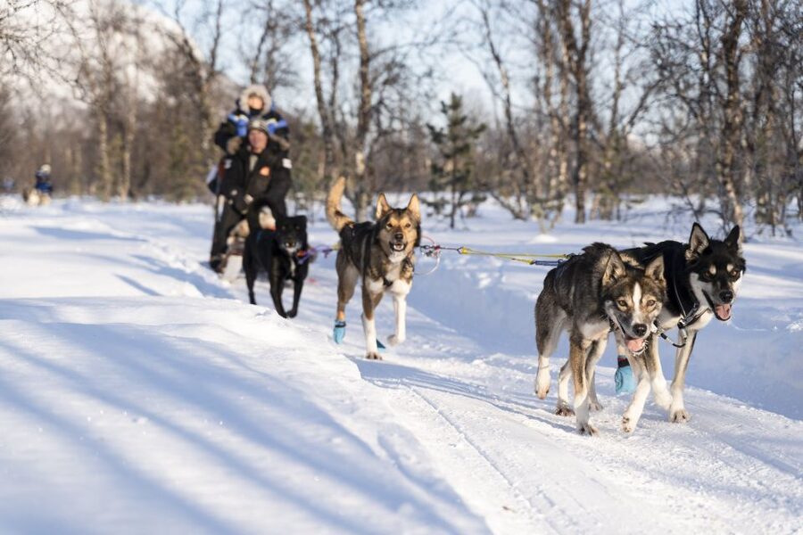 From Tromsø: Fun and Easy Dog Sledding Adventure - Breivikeidet husky sledding: why this feels special from Tromsø