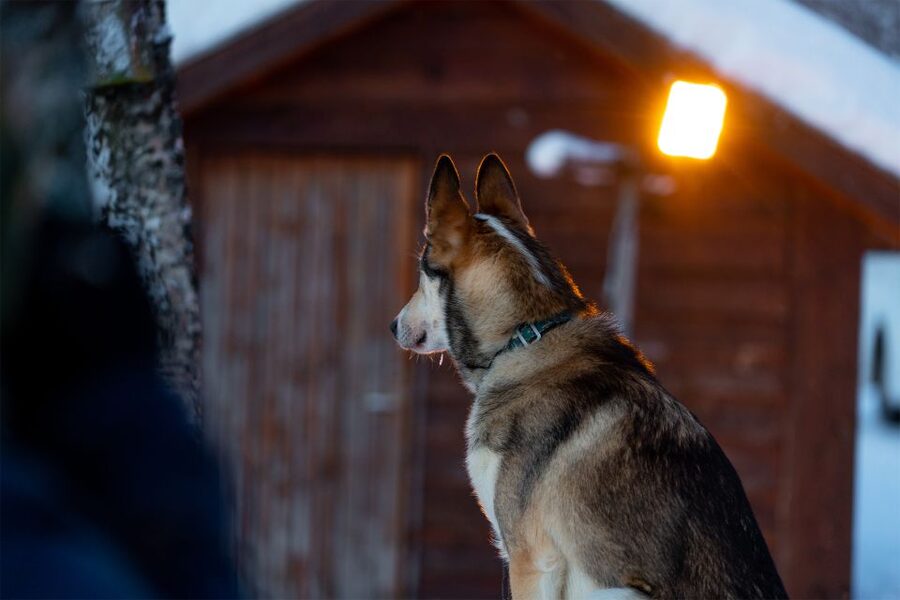 From Tromsø: Fun and Easy Dog Sledding Adventure - After the sled: warm drinks, cake, and time with the dogs in the lavvu