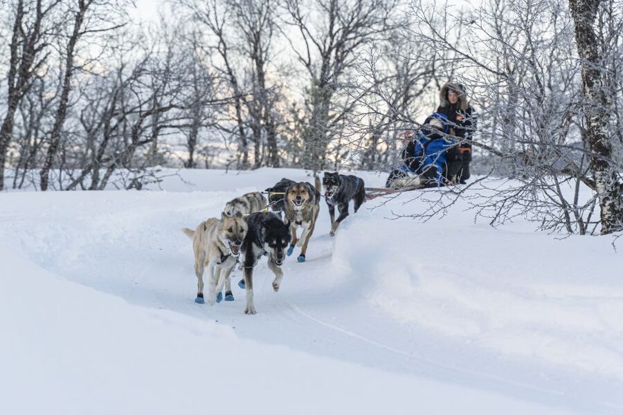 From Tromsø: Fun and Easy Dog Sledding Adventure - Price and value: is $282 per person worth it?