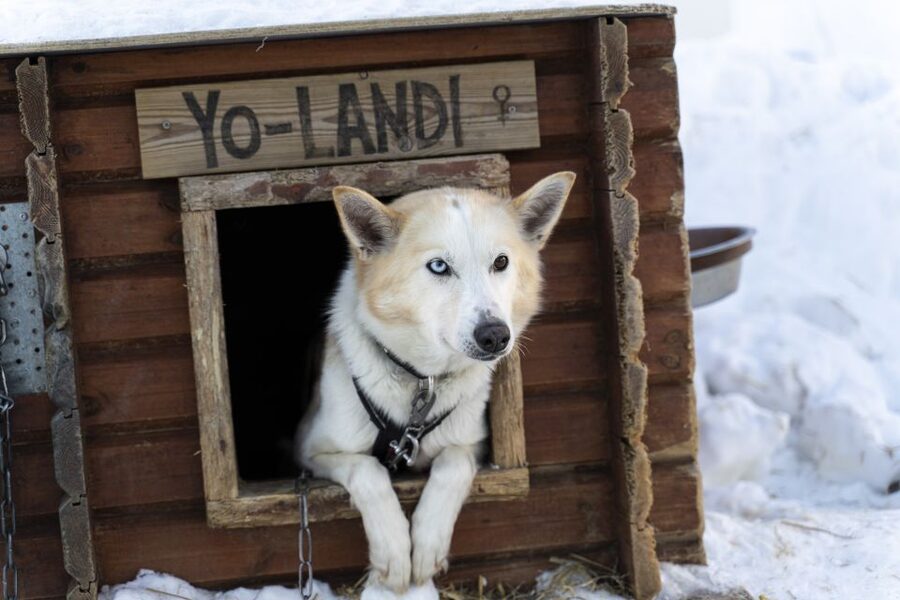 From Tromsø: Fun and Easy Dog Sledding Adventure - Meeting at Tromsø Havn Prostneset and the 50-minute bus transfer