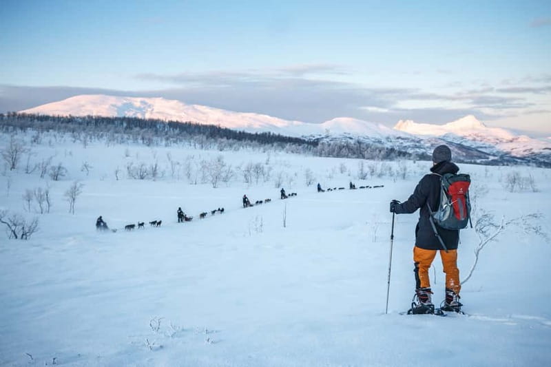 From Tromsø: Guided Husky Snowshoe Hike and Husky Camp Visit - Key highlights worth your attention