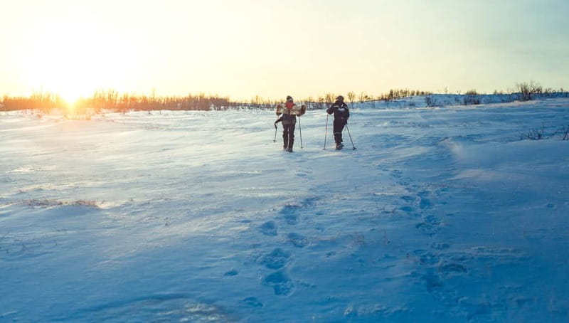 From Tromsø: Guided Husky Snowshoe Hike and Husky Camp Visit - Huskies and puppies at the camp: the best payoff is time, not tricks