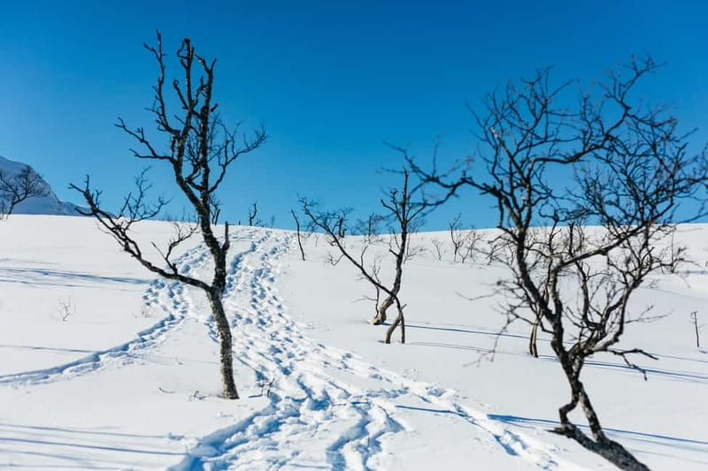 From Tromsø: Snowshoeing Hike with Picnic Lunch and Photos - Lunch at the summit: the part that makes the hike feel worthwhile