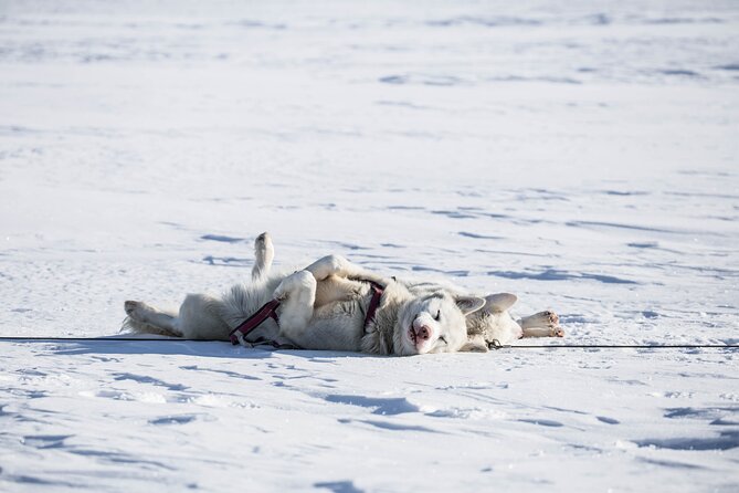 Fun & Easy Dog Sledding Adventure from Tromsø - Early Bird Tour - Key Points You’ll Care About