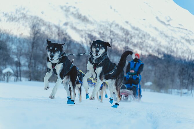 Fun & Easy Dog Sledding Adventure from Tromsø - Early Bird Tour - Why This 8:10 AM Dog Sledding Start Works