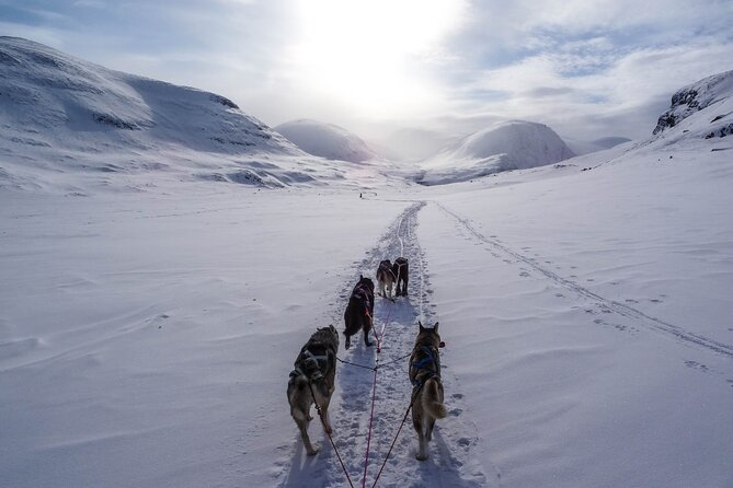 Fun & Easy Dog Sledding Adventure from Tromsø - Early Bird Tour - Tromsø to the Husky Farm: The 45-Minute Bus Ride Trade-Off