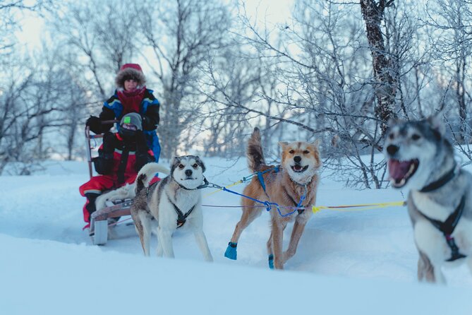 Fun & Easy Dog Sledding Adventure from Tromsø - Early Bird Tour - The Sled Setup: Two People Per Sled Self-Drive Style