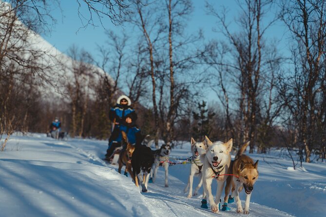 Fun & Easy Dog Sledding Adventure from Tromsø - Early Bird Tour - On-Trail: What the Ride Feels Like (Pace, Views, and Learning)