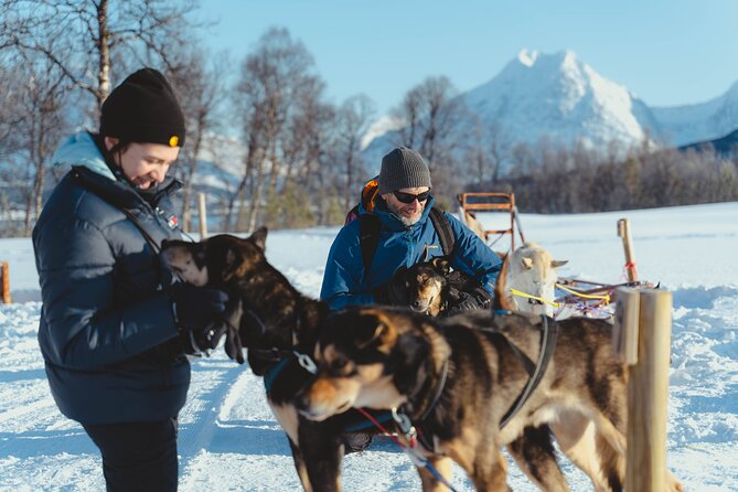 Fun & Easy Dog Sledding Adventure from Tromsø - Early Bird Tour - Price and What You’re Really Paying For ($289.03)