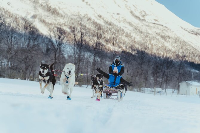 Fun & Easy Dog Sledding Adventure from Tromsø - Noon Tour - Tromsø to the husky farm: what that 45-minute transfer means