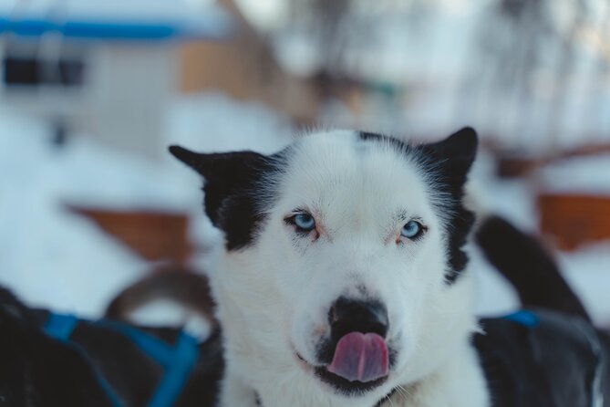 Fun & Easy Dog Sledding Adventure from Tromsø - Noon Tour - Who this noon sledding tour fits best (and who should skip)