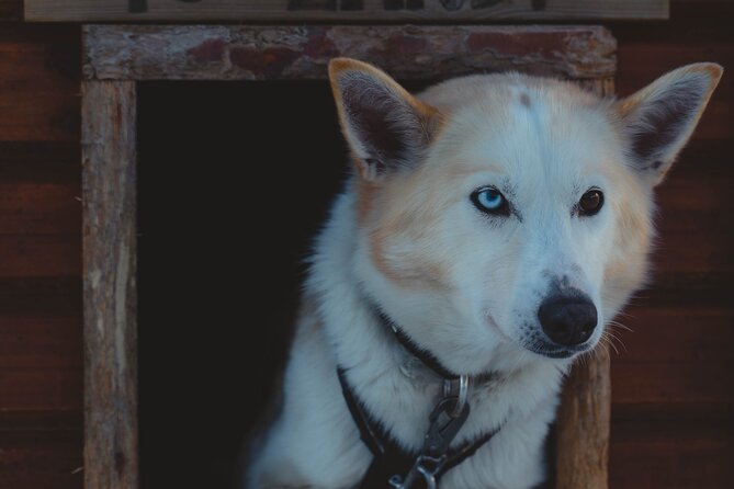 Fun & Easy Dog Sledding Adventure from Tromsø - Noon Tour - The overall vibe: friendly staff, safe operations, and time with the dogs