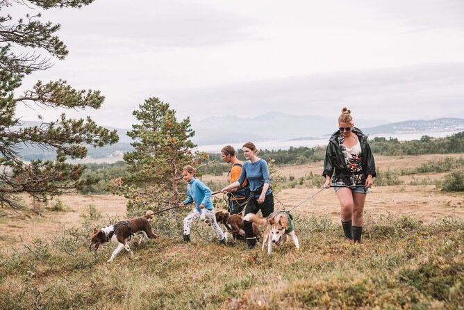 Husky Hike and Puppy Visit with Lunch - From Radisson Blu to the Dog Center: How the Day Flows