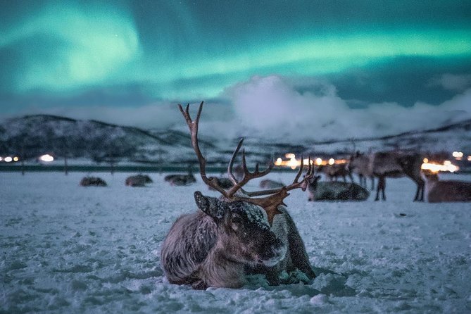 Night Reindeer Sledding with Camp Dinner and Chance of Northern Lights - Northern Lights: A Chance, Not a Promise