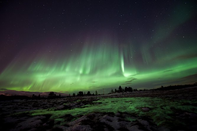 Northern Lights Husky Visit - Key highlights worth your attention
