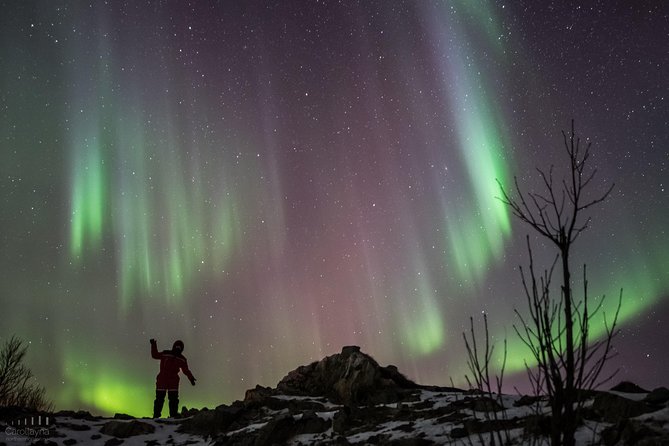 Northern Lights tour - All inclusive - Northern Horizon - The real point of a Northern Lights tour: odds, timing, and movement