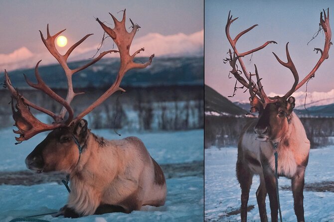 Overnight Stay with Reindeer Sledding & Feeding - Breakfast and the return to Tromsø: plan for a later finish