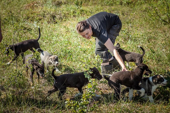 Puppy Training Experience at a Husky Farm in Tromso - Key Highlights Worth Booking For
